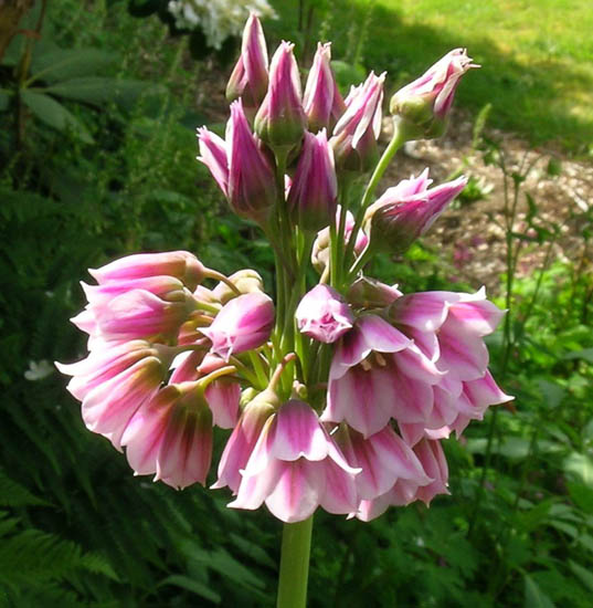 پیاز تابستانه - خرگریو